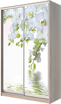 Картинка Шкаф-купе 2-х дверный с фотопечатью Белая орхидея 2300 1200 420 от интернет-магазина Купи-купе