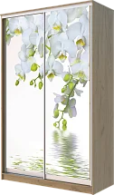 Картинка Шкаф-купе 2-х дверный с фотопечатью Белая орхидея 2400 1200 620 от интернет-магазина Купи-купе